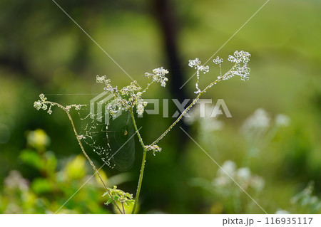 カラマツソウの花 116935117
