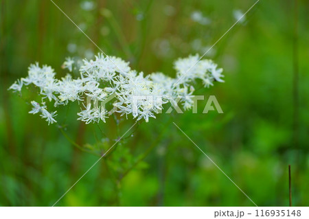カラマツソウの花 カラマツソウの花 116935148