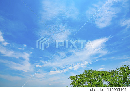 夏の雲と木立 夏の雲と木立 116935161