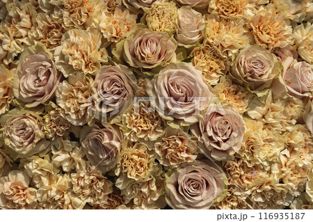 Tender blend of peach and pink roses, romantic background display 116935187