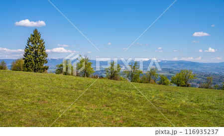 Panoramic view of Krkonose mountains from Kozakov in Bohemian Paradise, Czechia. Grass hillside, trees, blue sky, clouds, distant mountains. 116935237