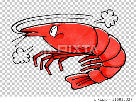 怒るエビ 怒るエビ 116935327