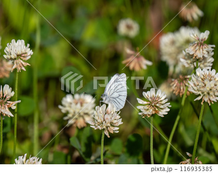 スジグロシロチョウ 116935385