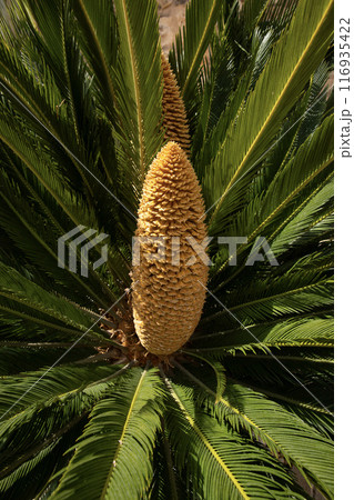 Tropical palm tree fruit, close-up, Spain Tropical palm tree fruit, close-up, Spain 116935422