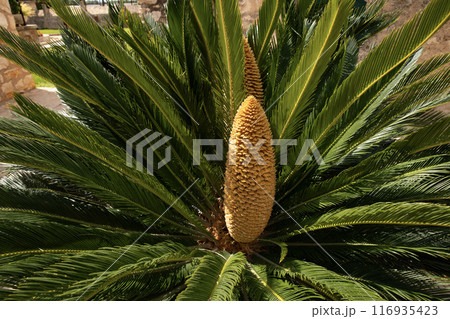 Tropical palm tree fruit, close-up, Spain 116935423
