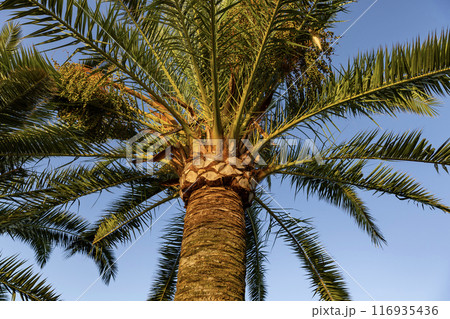 Tropical palm tree with blue sky, close-up 116935436