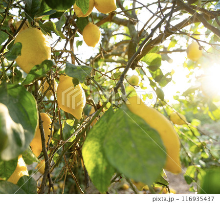 A vibrant lemon tree with ripe yellow lemons, warm sunlight with sun rays 116935437