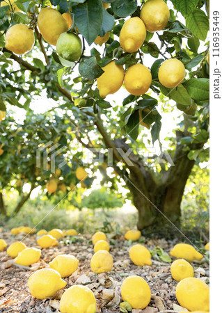 A vibrant lemon tree with ripe yellow lemons, warm sunlight with sun rays 116935449
