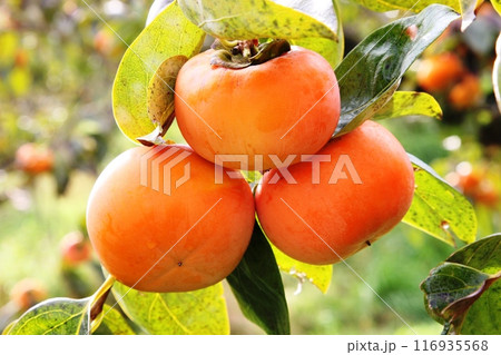 秋が満喫できて柿が最高に甘い 116935568