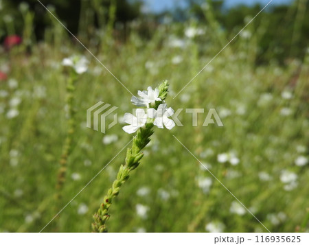 鳩が好んで食べる草「クマツヅラ」の花 116935625