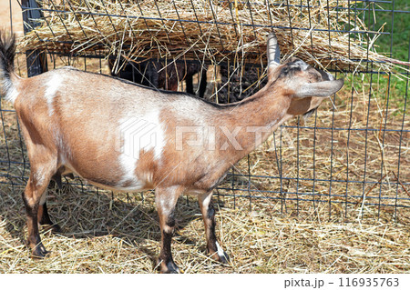 Goat near hay and fence close up full length outside on farm in summer. Pets and breeding.  116935763