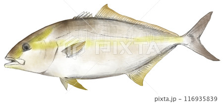 カンパチ_海の魚 116935839