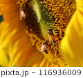 蜂 ハチ 蜜蜂 116936009