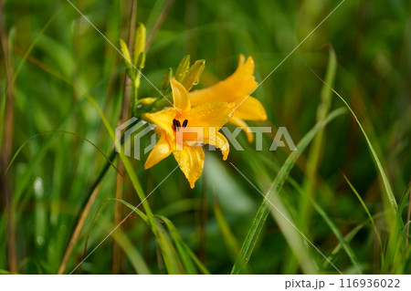 ニッコウキスゲの花 116936022