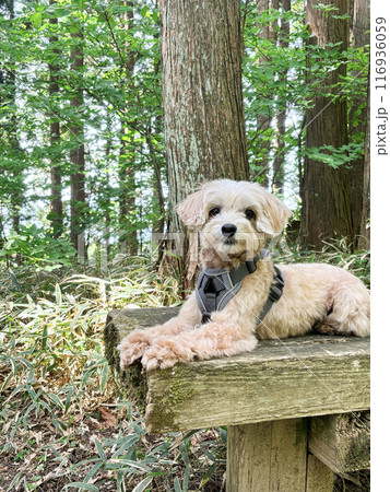 森の中で休憩するかわいいアプリコットの小型犬【マルプー】 116936059