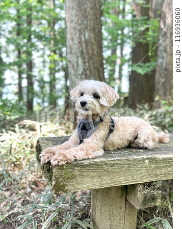 森の中で休憩するかわいいアプリコットの小型犬【マルプー】 116936060
