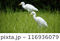 白鷺 シロサギ シラサギ 116936079