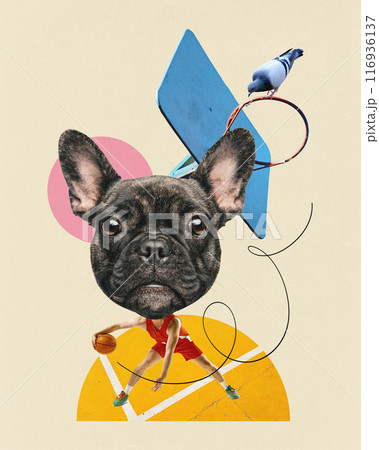 Contemporary art collage. Bulldog-headed basketball player dribbling on court against beige background with pigeon sitting on hoop. Contemporary art collage. Bulldog-headed basketball player dribbling on court against beige background with pigeon sitting on hoop. 116936137