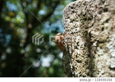 セミの抜け殻 116936168
