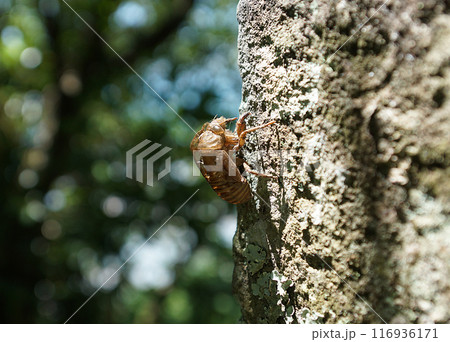 セミの抜け殻 セミの抜け殻 116936171