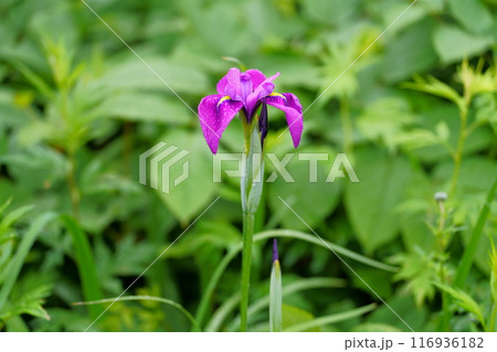 ノハナショウブの花 116936182