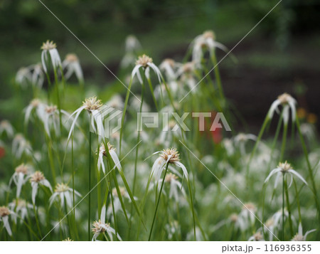 シラサギカヤツリの花々（白鷺菅 の白と緑の花） 116936355