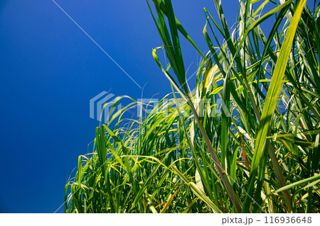 青空と風に揺れるさとうきび 116936648