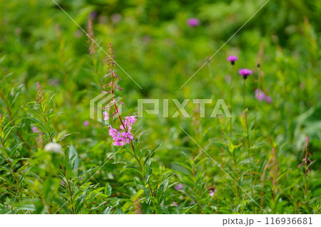 ヤナギランの花 ヤナギランの花 116936681