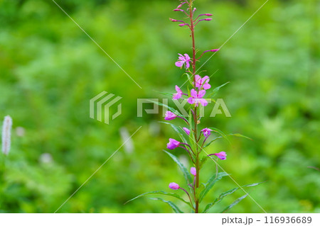 ヤナギランの花 ヤナギランの花 116936689