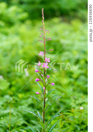 ヤナギランの花 ヤナギランの花 116936690