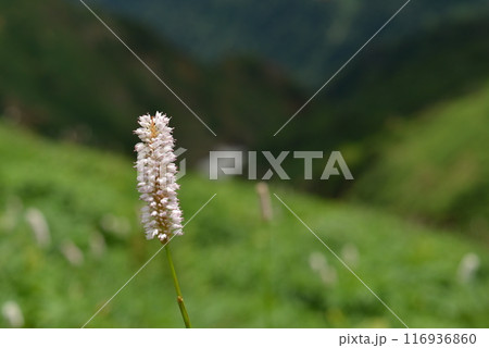 白山高山植物イブキトラノオ 116936860