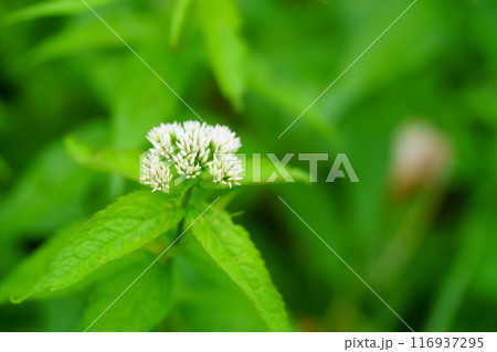 ヨツバヒヨドリの花 116937295
