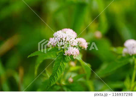 ヨツバヒヨドリの花 ヨツバヒヨドリの花 116937298