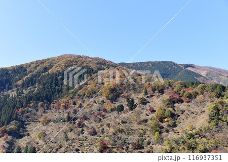 奥多摩湖の紅葉 奥多摩湖の紅葉 116937351