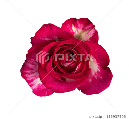 Red rose top view. Beautiful single light flower isolated on white background. Natural object for design to Valentines Day, mother Day, anniversary, wedding Red rose top view. Beautiful single light flower isolated on white background. Natural object for design to Valentines Day, mother Day, anniversary, wedding 116937396