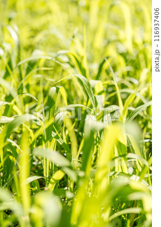 草むら 草むら 116937406