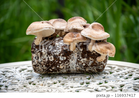 しいたけ栽培 116937417