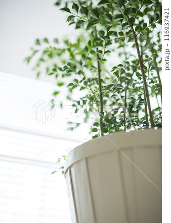 観葉植物の置かれた部屋 観葉植物の置かれた部屋 116937421