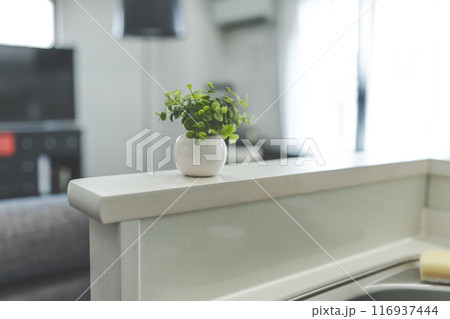 観葉植物 116937444