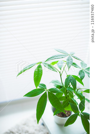 観葉植物の置かれた部屋 観葉植物の置かれた部屋 116937460