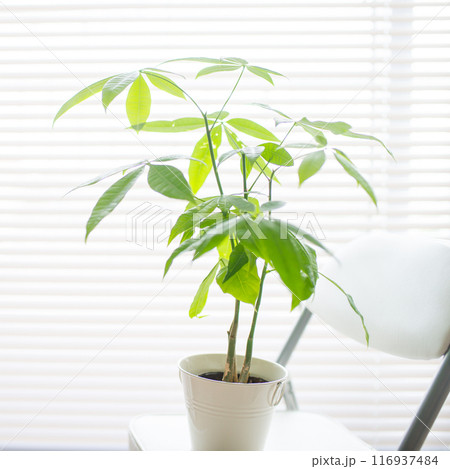 観葉植物の置かれた部屋 116937484