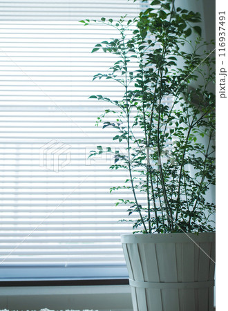 観葉植物の置かれた部屋 観葉植物の置かれた部屋 116937491