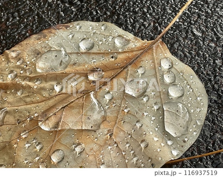 透明に輝く雫を湛えた雨上がりの落ち葉 アップ 透明に輝く雫を湛えた雨上がりの落ち葉 アップ 116937519