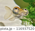 愛らしい頂天眼（デメキン）5枚のうち5枚目　口から水を吐いているアップ 116937520