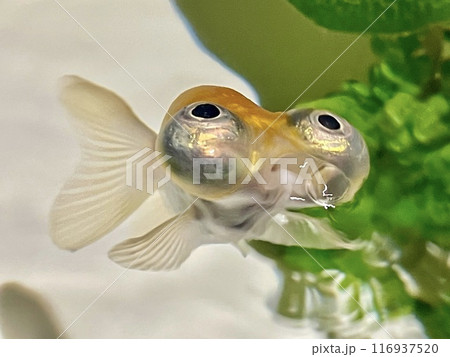 愛らしい頂天眼(デメキン)5枚のうち5枚目 口から水を吐いているアップ 愛らしい頂天眼(デメキン)5枚のうち5枚目 口から水を吐いているアップ 116937520