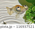 愛らしい頂天眼（デメキン）5枚のうち4枚目　口がへの字なアップ 116937521