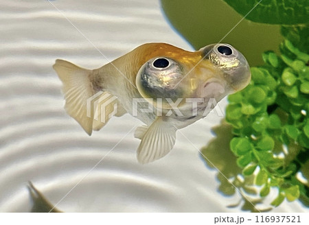 愛らしい頂天眼（デメキン）5枚のうち4枚目　口がへの字なアップ 116937521