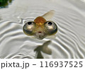愛らしい頂天眼（デメキン）5枚のうち1枚目　正面アップ 116937525