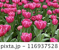 濃いピンク色の八重咲きチューリップ畑 116937528
