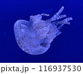 ブルーバックに浮遊する美しいタコクラゲ　アップ　 116937530